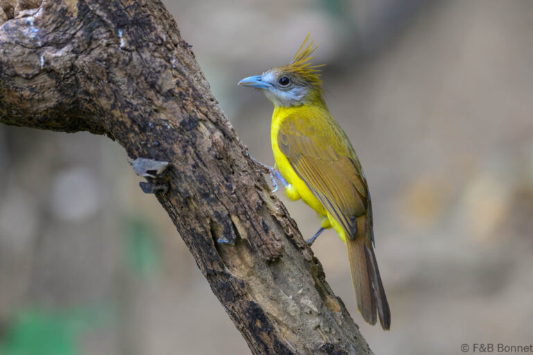 White-throated Bulbul_China-2