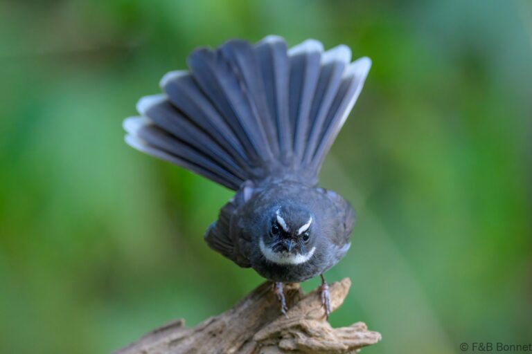 White-throated Fantail_China-1