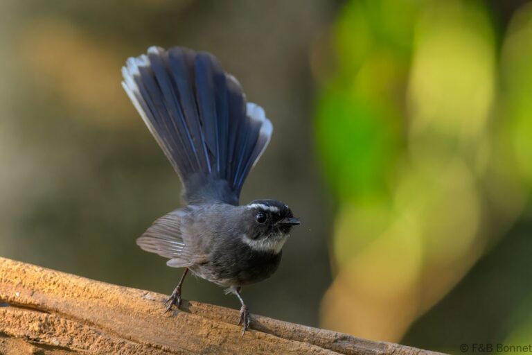 White-throated Fantail_China-2