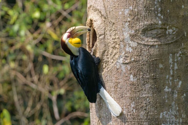 Wreathed hornbilll china 1