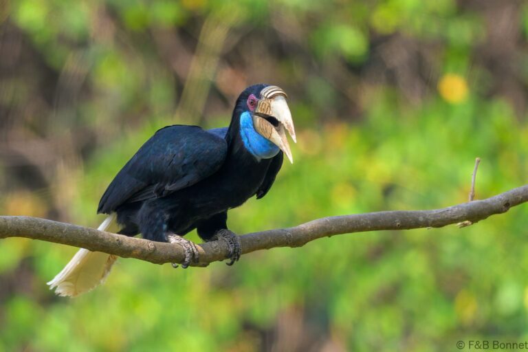 Wreathed hornbilll china 10