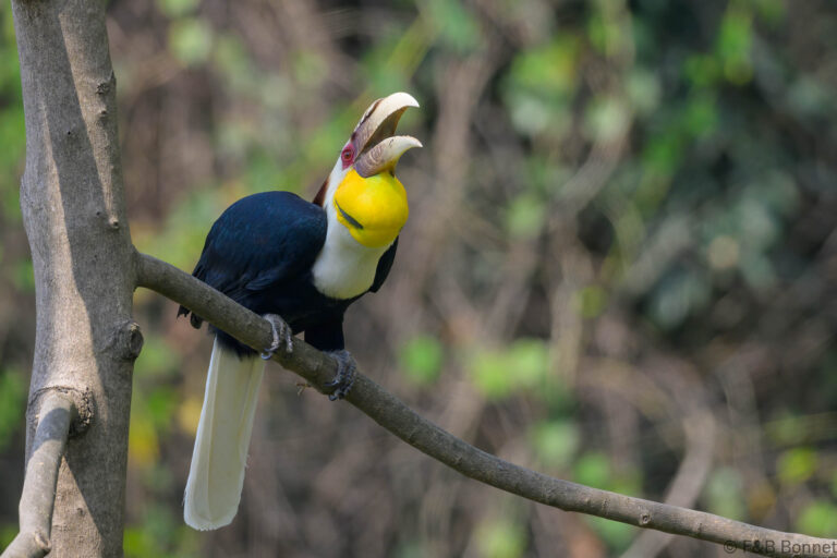 Wreathed hornbilll china 11