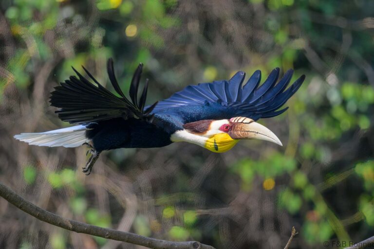Wreathed hornbilll china 12