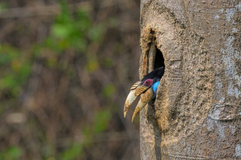Wreathed hornbilll china 13