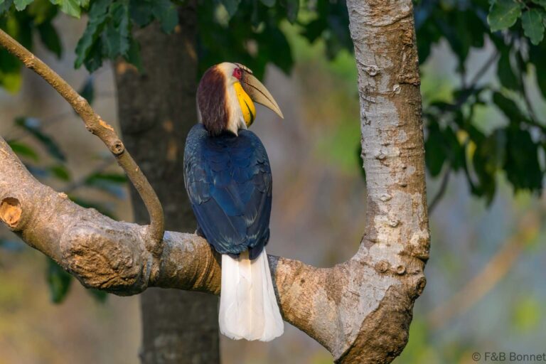 Wreathed hornbilll china 2