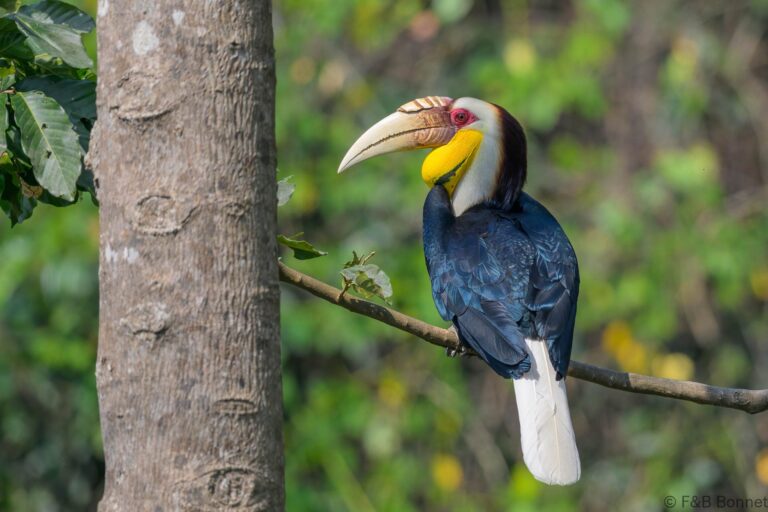 Wreathed hornbilll china 4