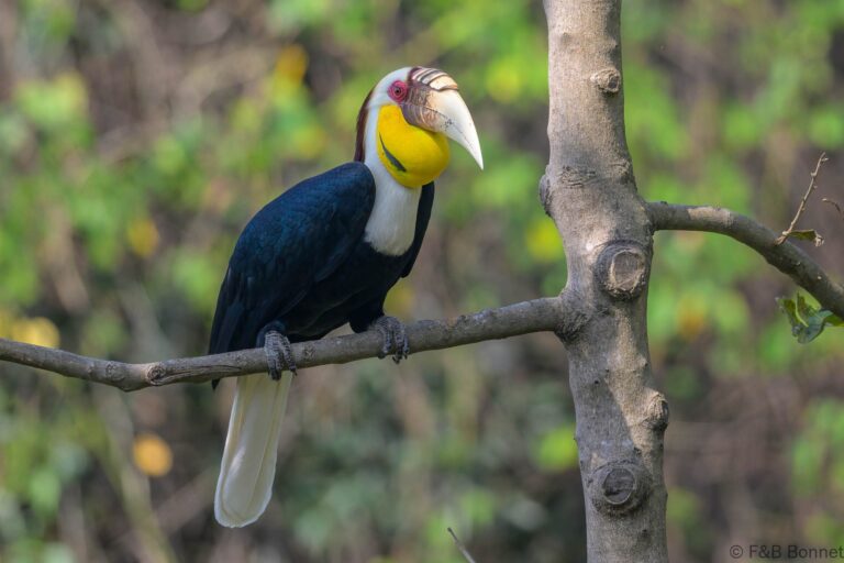 Wreathed hornbilll china 5