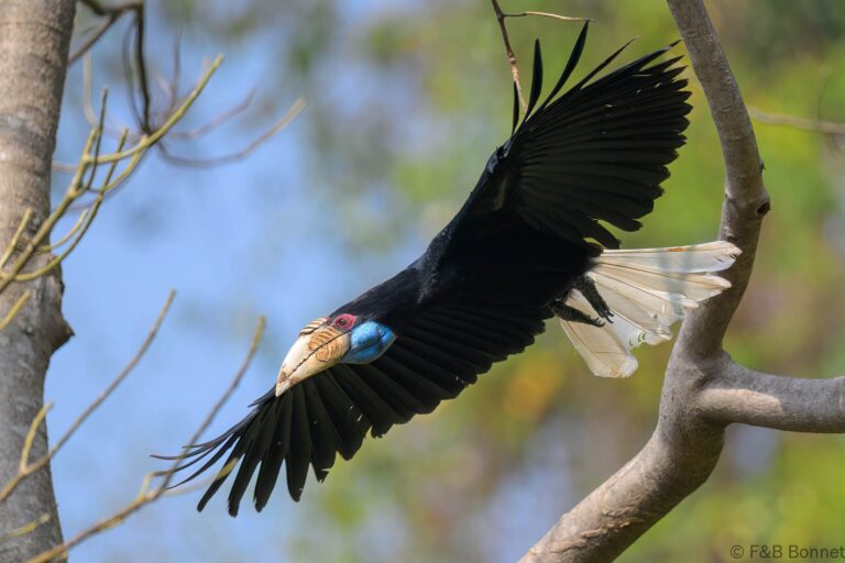 Wreathed hornbilll china 6