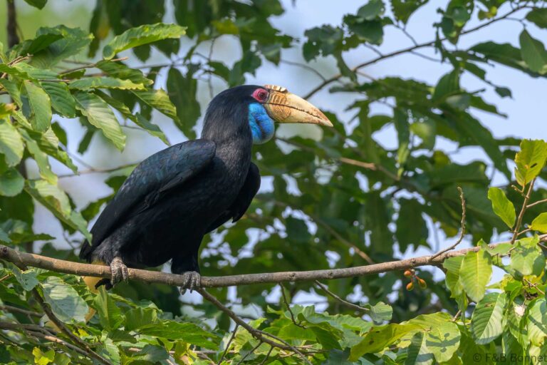 Wreathed hornbilll china 7