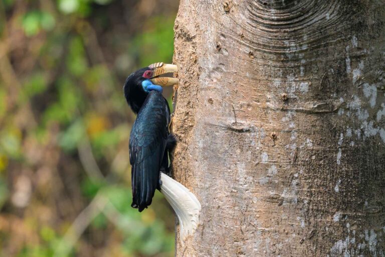 Wreathed hornbilll china 8
