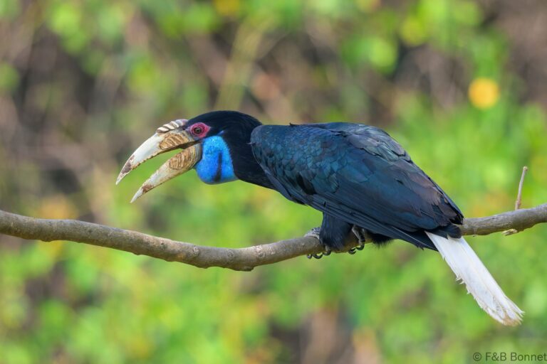 Wreathed hornbilll china 9