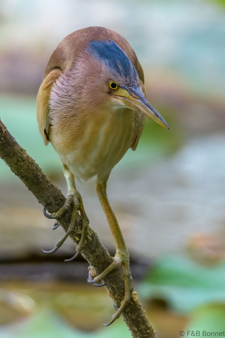 Yellow bittern thailand 1
