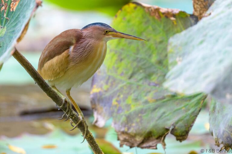 Yellow bittern thailand 2