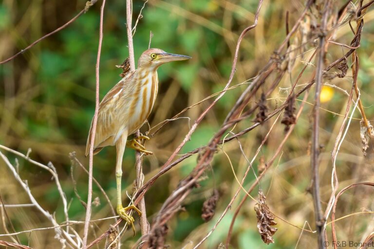 Yellow bittern thailand 4