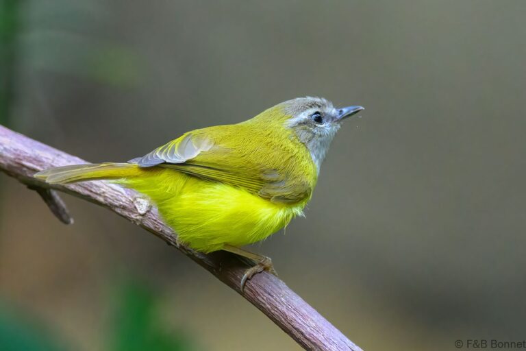 Yellow-bellied Warbler_China-1