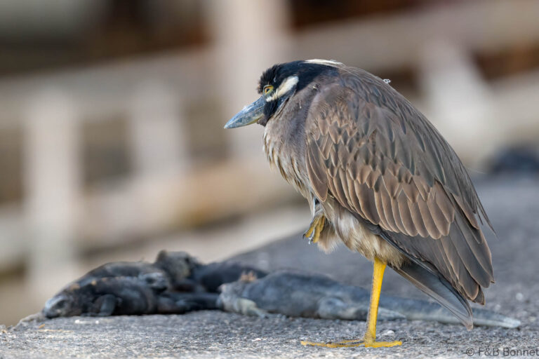 Yellow crowned night heron ecuador 1