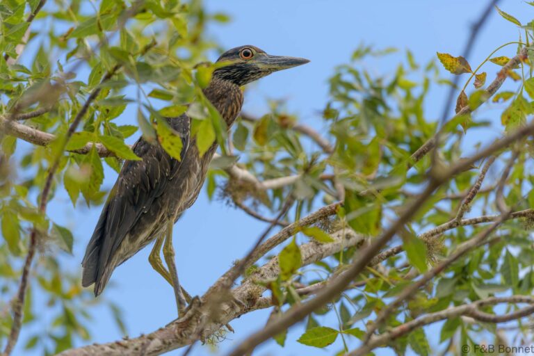 Yellow crowned night heron ecuador 2