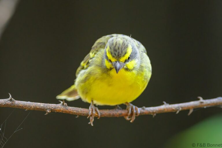 Yellow-fronted Canary_South Africa-1