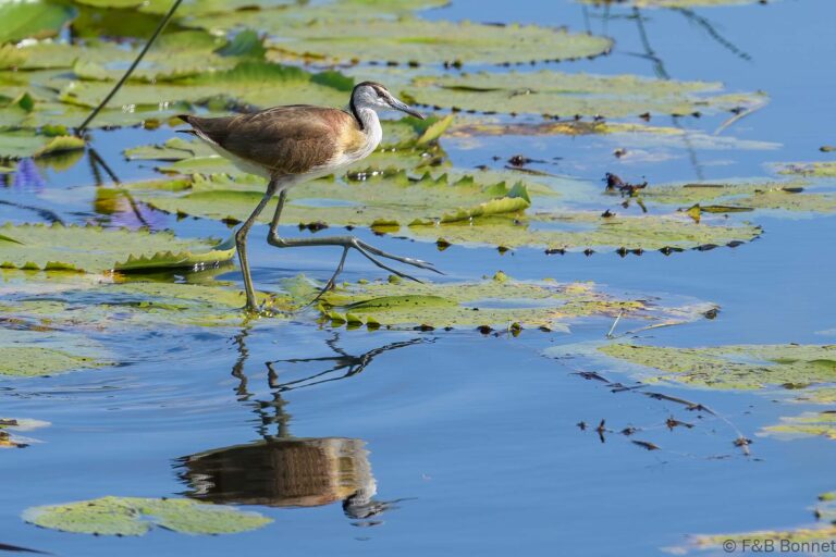 African jacana south africa 1