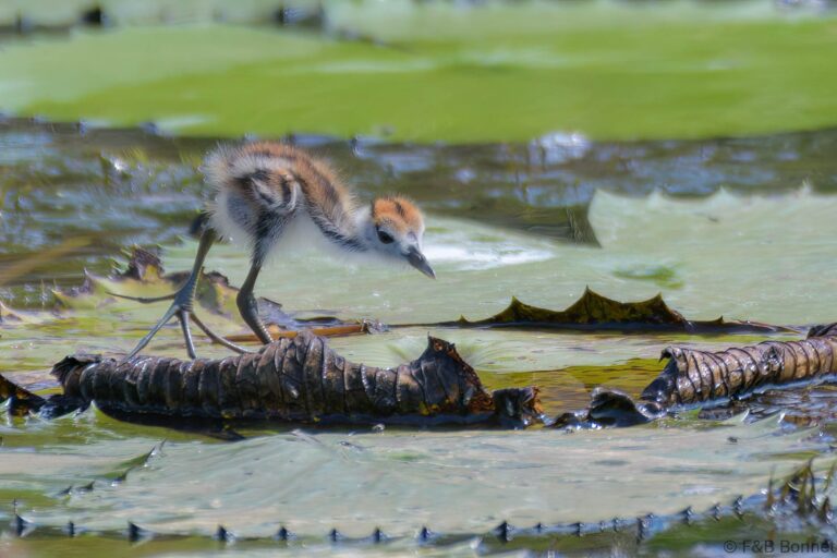 African jacana south africa 2