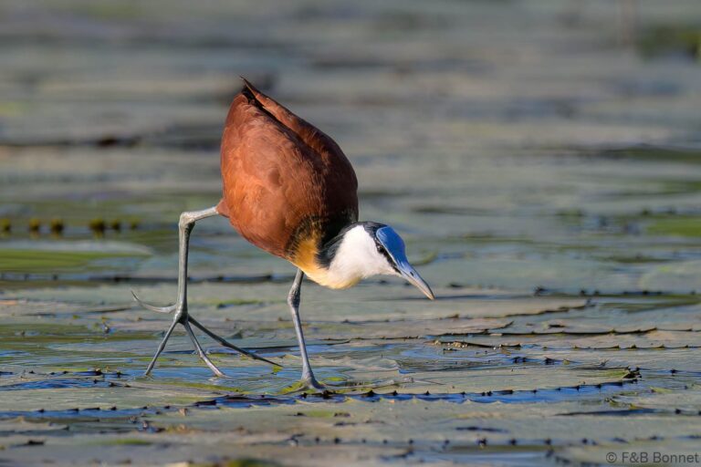 African jacana south africa 3