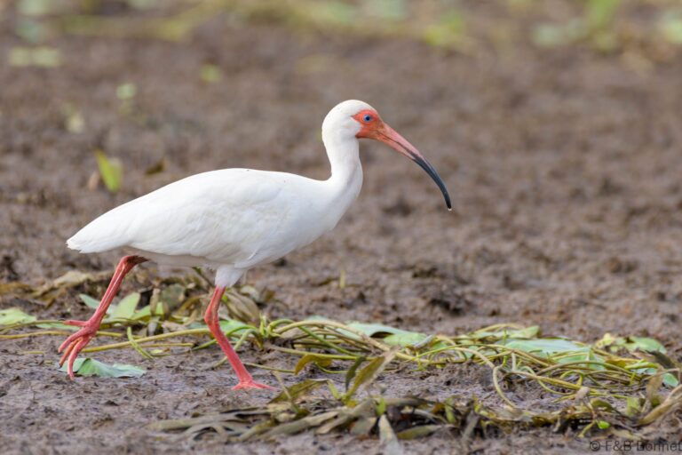American white ibis costa rica 1