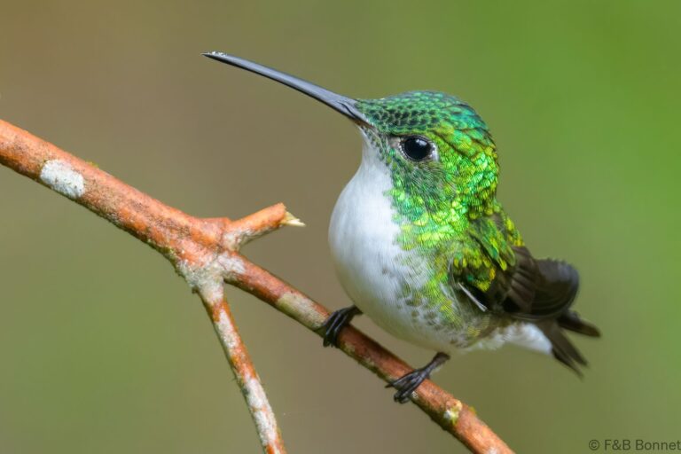 Andean emerald ecuador 1