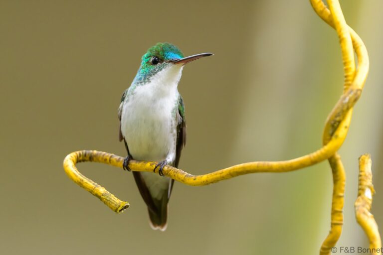 Andean emerald ecuador 3