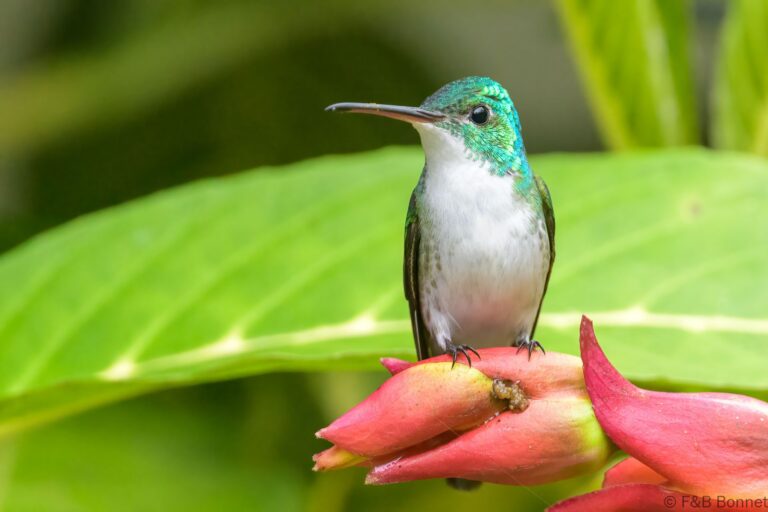 Andean emerald ecuador 4