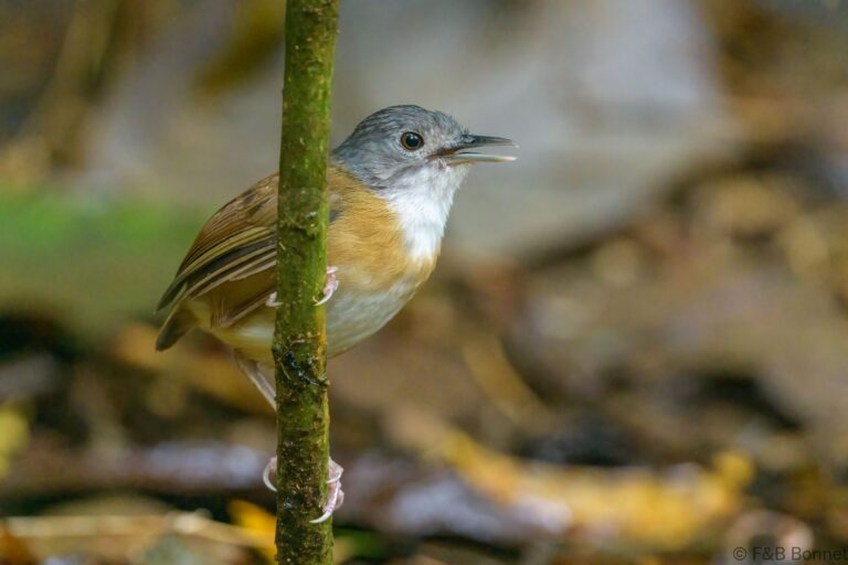Ashy headed babbler philippines 2