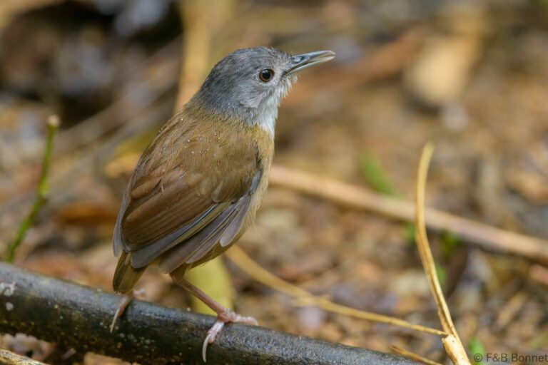Ashy headed babbler philippines 3