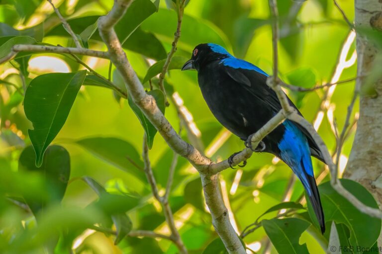 Asian fairy bluebird philippines 1