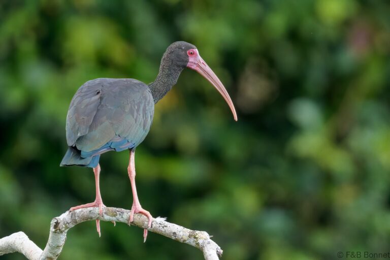 Bare faced ibis ecuador 1