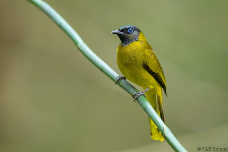 Black headed bulbul philippines 1