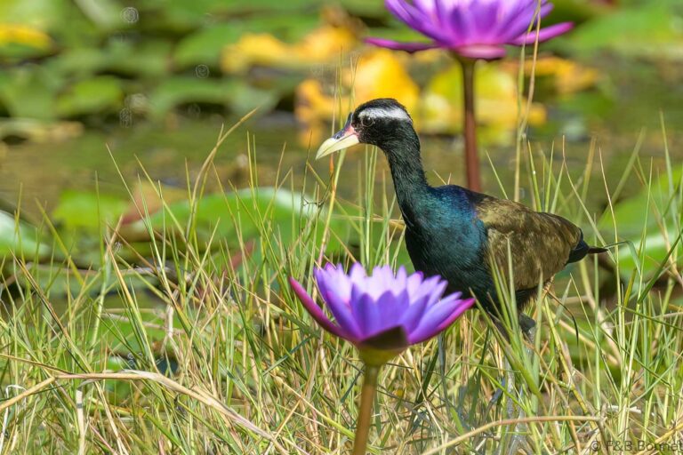 Bronze winged jacana thailand 1