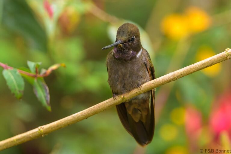 Brown inca ecuador 1