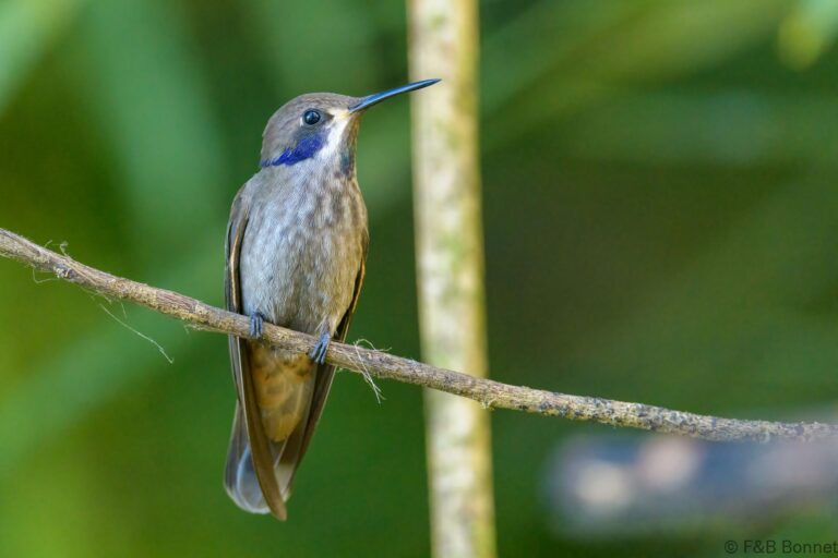 Brown violetear ecuador 1