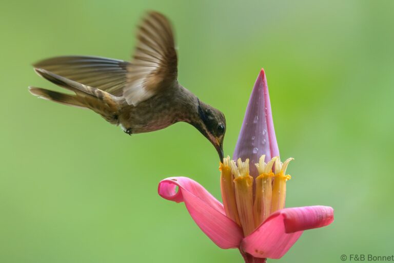 Brown violetear ecuador 3