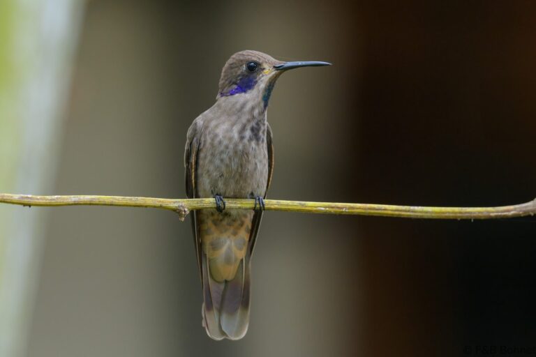 Brown violetear ecuador 4