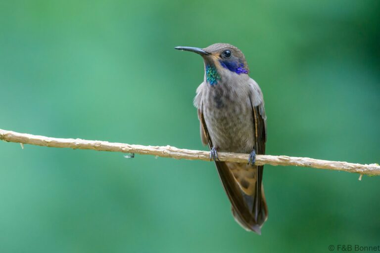 Brown violetear ecuador 5