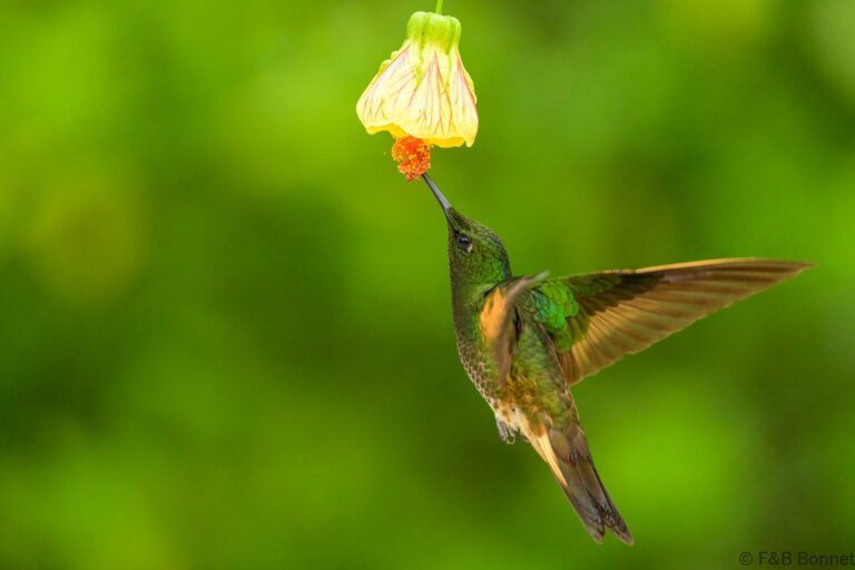 Buff tailed coronet ecuador 2