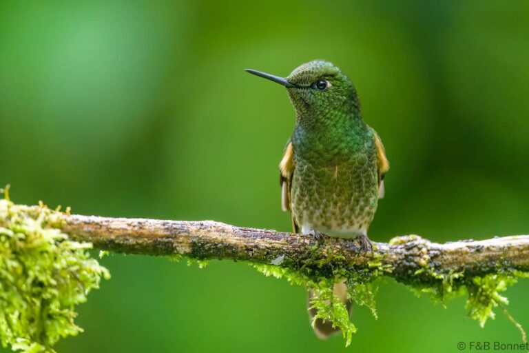 Buff tailed coronet ecuador 3