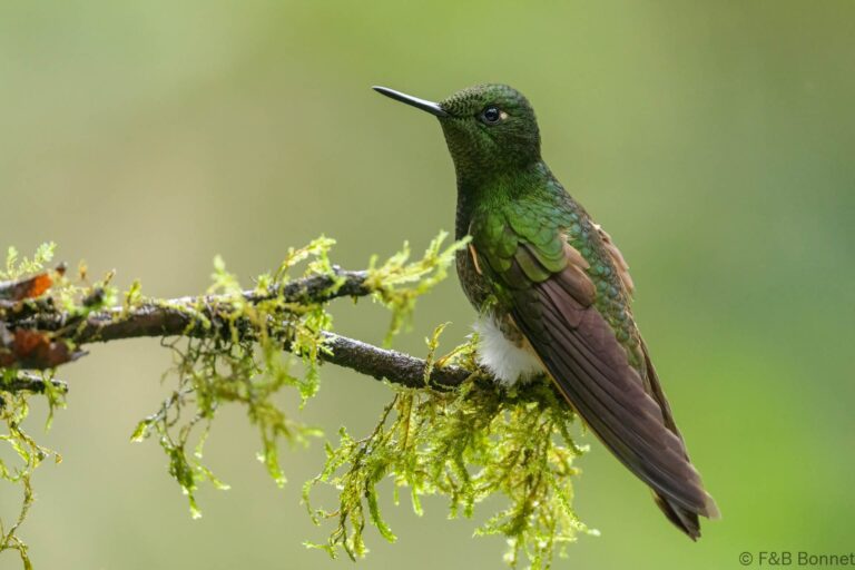 Buff tailed coronet ecuador 4