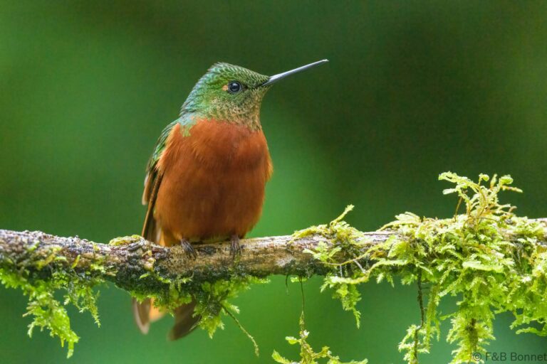 Chestnut breasted coronet ecuador 1