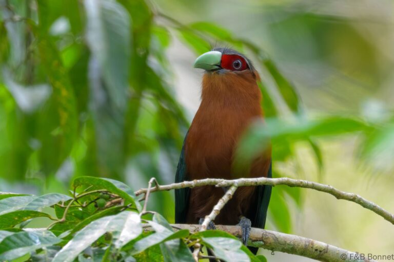 Chestnut breasted malkoha philippines 1