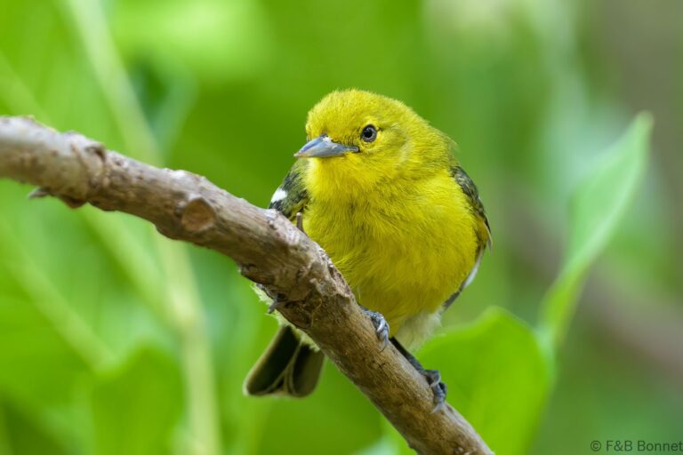Common iora thailand 1