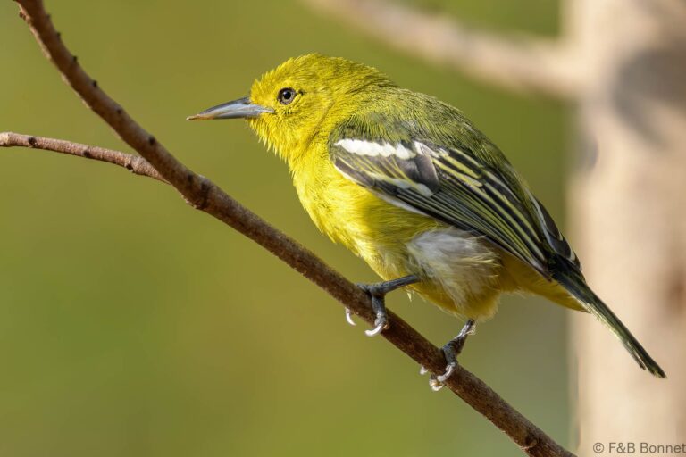 Common iora thailand 3