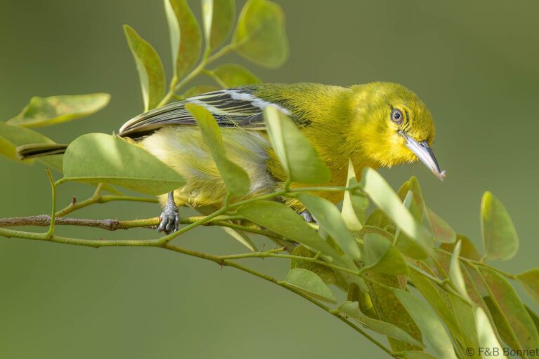 Common iora thailand 4
