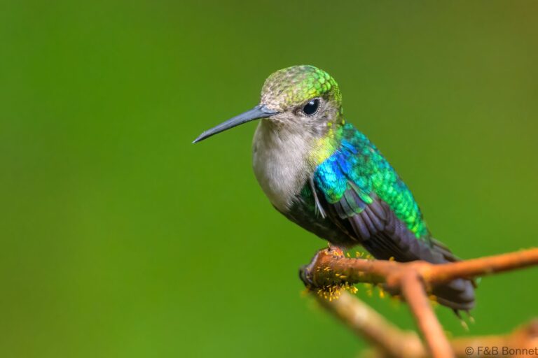 Crowned woodnymph ecuador 1