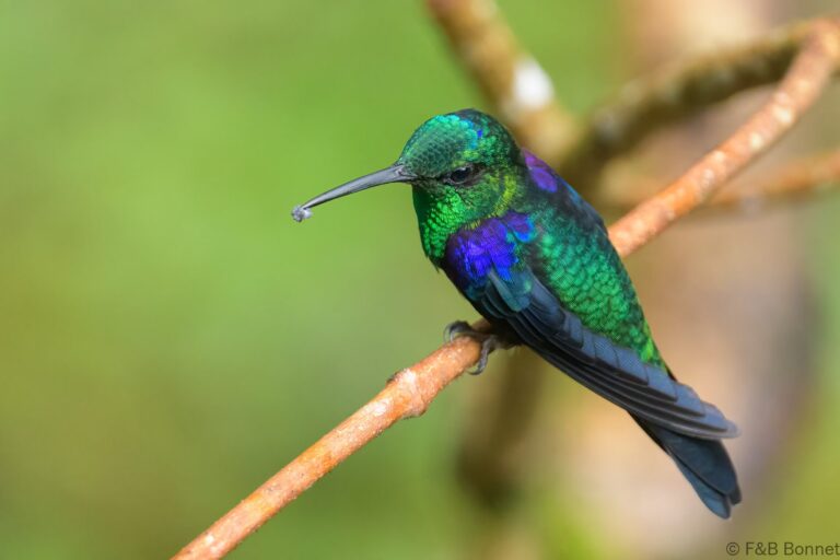 Crowned woodnymph ecuador 2